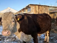 Cow, Hereford — photo 6