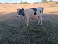 Vaca, Raza Holstein — foto 3
