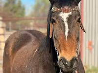घोड़ा, Mustang — फ़ोटो 3