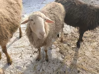 Хонь, Romanov sheep — 4 зураг