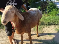 Хуц, Agin sheep — 3 зураг