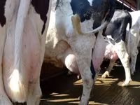Cow, Swiss cattle — photo 1