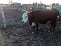Vaca, Latvian Blue cattle — foto 2