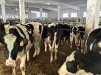 Vaca, Raza Holstein — foto 6