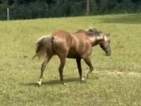 घोड़ा, Rocky Mountain Horse — फ़ोटो 4