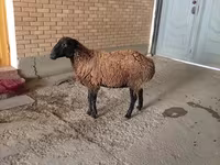 Ram, Sheep — photo 2