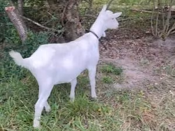 Goat, Goats