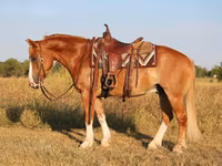 Адуу, Gypsy horse — 3 зураг