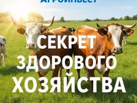 Үнээ, Swiss cattle — 1 зураг