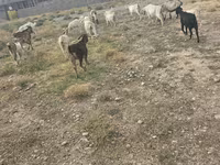 Cabro, Cabras — foto 3