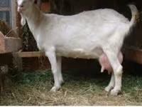 Cabro, Saanen goat — foto 4