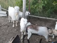 公山羊, LaMancha goats — 照片 3