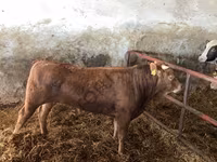 Kuh, Holstein-Rasse — Foto 3
