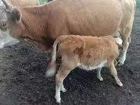 بقرة, Simmental cattle — الصورة 8