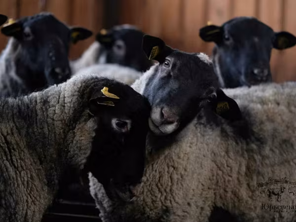 Хуц, Romanov sheep