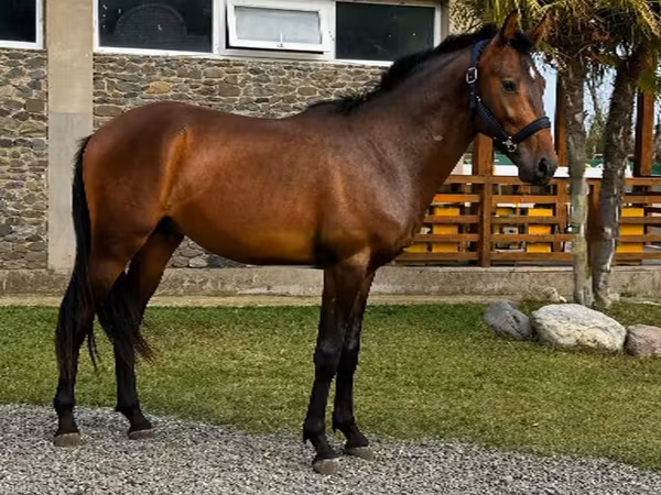 公马, Karachay horse