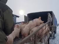Säue, Schweine — Foto 8