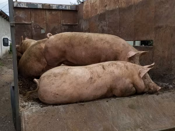Boar, Pigs