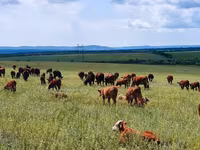 Vaca, Hereford — foto 4