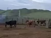بقرة, الماشية — الصورة 2