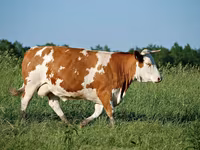 Cow, Cattle — photo 5
