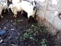 Cabra, Cabras — foto 2