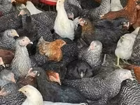 मादा सूअर, Вьетнамская вислобрюхая — फ़ोटो 5