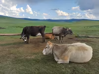 Vaca, Ganado vacuno — foto 1