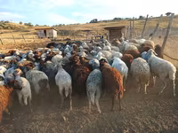 Sheep, Sheep — photo 2