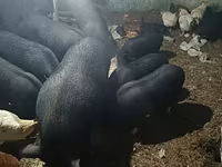 मादा सूअर, Вьетнамская вислобрюхая — फ़ोटो 4