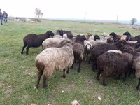 母羊, Sheep — 照片 3