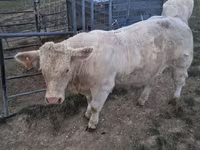 Toro, Charolais cattle — foto 7