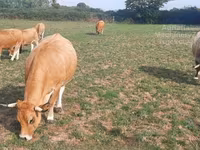 بقرة, Aubrac cattle — الصورة 3