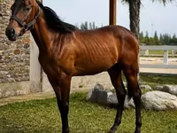 Hengst, Anglo-Arabian — Foto 2