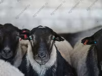 Carnero, Kuibyshev sheep — foto 4