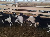 Carnero, Baerchuke sheep — foto 4