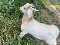 Cabro, Cabras — foto 5