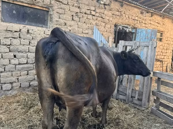 母牛, Swiss cattle