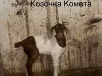Cabro, Kamori goats — foto 3