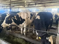 गाय, Simmental cattle — फ़ोटो 2