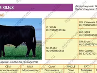 Bull, Aberdeen-Angus — photo 1