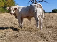 ثور, Charolais cattle — الصورة 8