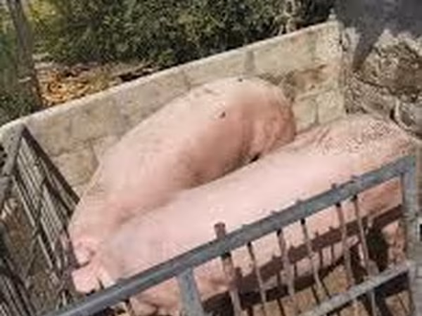 Boar, Pigs