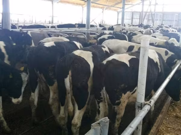 Cow, Russian Black pied cattle