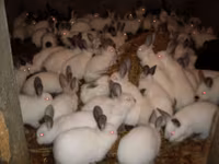 Granule pentru iepuri de calitate superioara.Edineț.facem livrare — 4 зураг