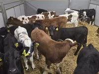Toro, Ganado vacuno — foto 5