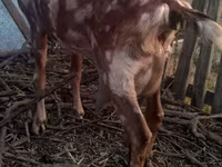 Cabro, Nubian Goat — foto 5