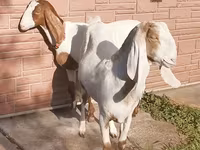 عنزة, Nubian Goat — الصورة 2