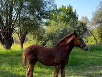 母马, Skyros Pony — 照片 3