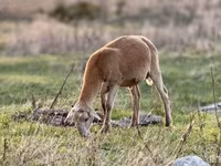Carnero, Baerchuke sheep — foto 8